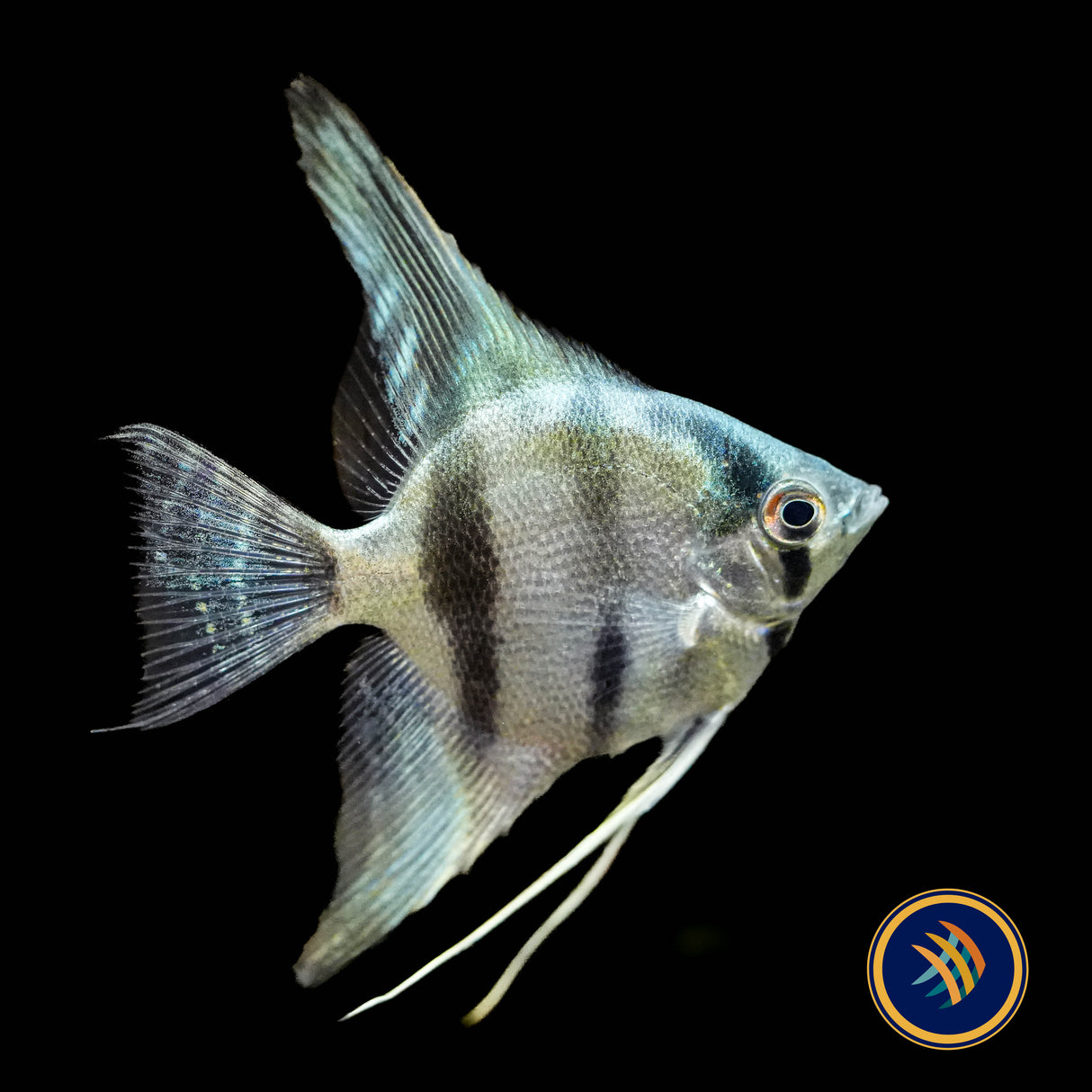 Belem Sky Blue Angelfish (Pterophyllum scalare) 3.5cm