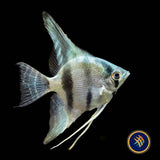 Belem Sky Blue Angelfish (Pterophyllum scalare) 3.5cm