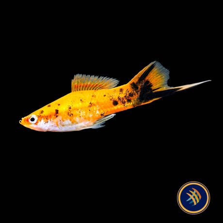 Berlin Swordtail  (Xiphophorus helleri)