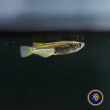Black Golden Medaka Rice Fish (Oryzias latipes)