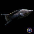 Black Lyretail Sailfin Molly (Poecilia sphenops)