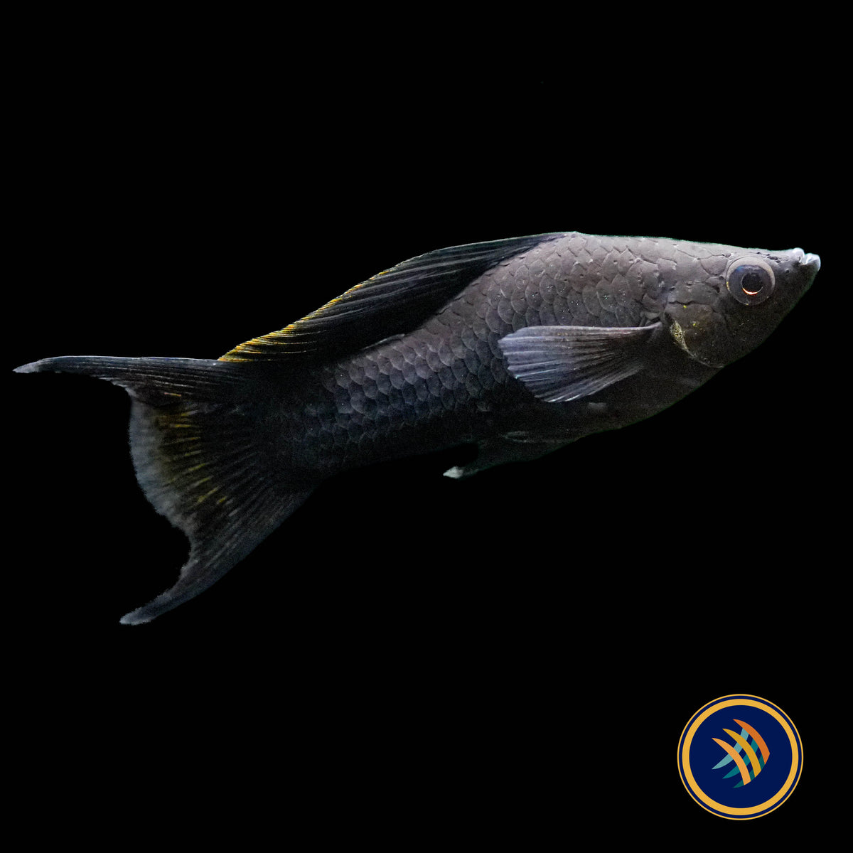Black Lyretail Sailfin Molly (Poecilia sphenops)
