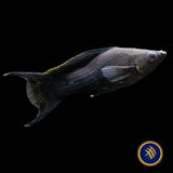 Black Lyretail Sailfin Molly (Poecilia sphenops)