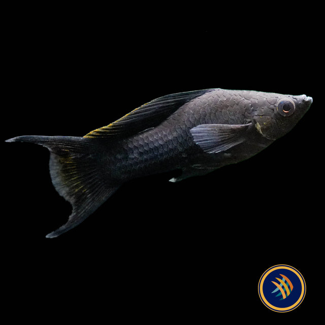 Black Lyretail Sailfin Molly (Poecilia sphenops)