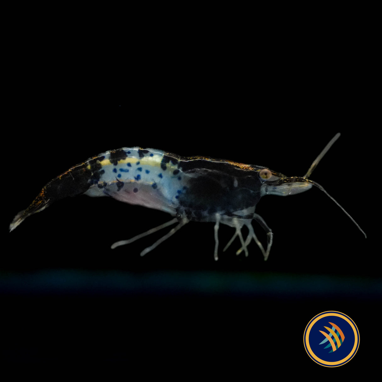 Black Rili Shrimp (Neocaridina davidi) | Snails Shrimp Crayfish Crabs | Largest Tropical Fish Selection at Your Local Fish Store
