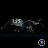 Black Rili Shrimp (Neocaridina davidi) | Snails Shrimp Crayfish Crabs | Largest Tropical Fish Selection at Your Local Fish Store