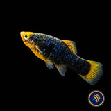 Black Variatus Platy (Xiphophorus variatus) 4cm | Livebearers | Largest Tropical Fish Selection at Your Local Fish Store