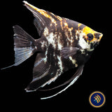 Black/White Marble Angelfish (Pterophyllum scalare) 