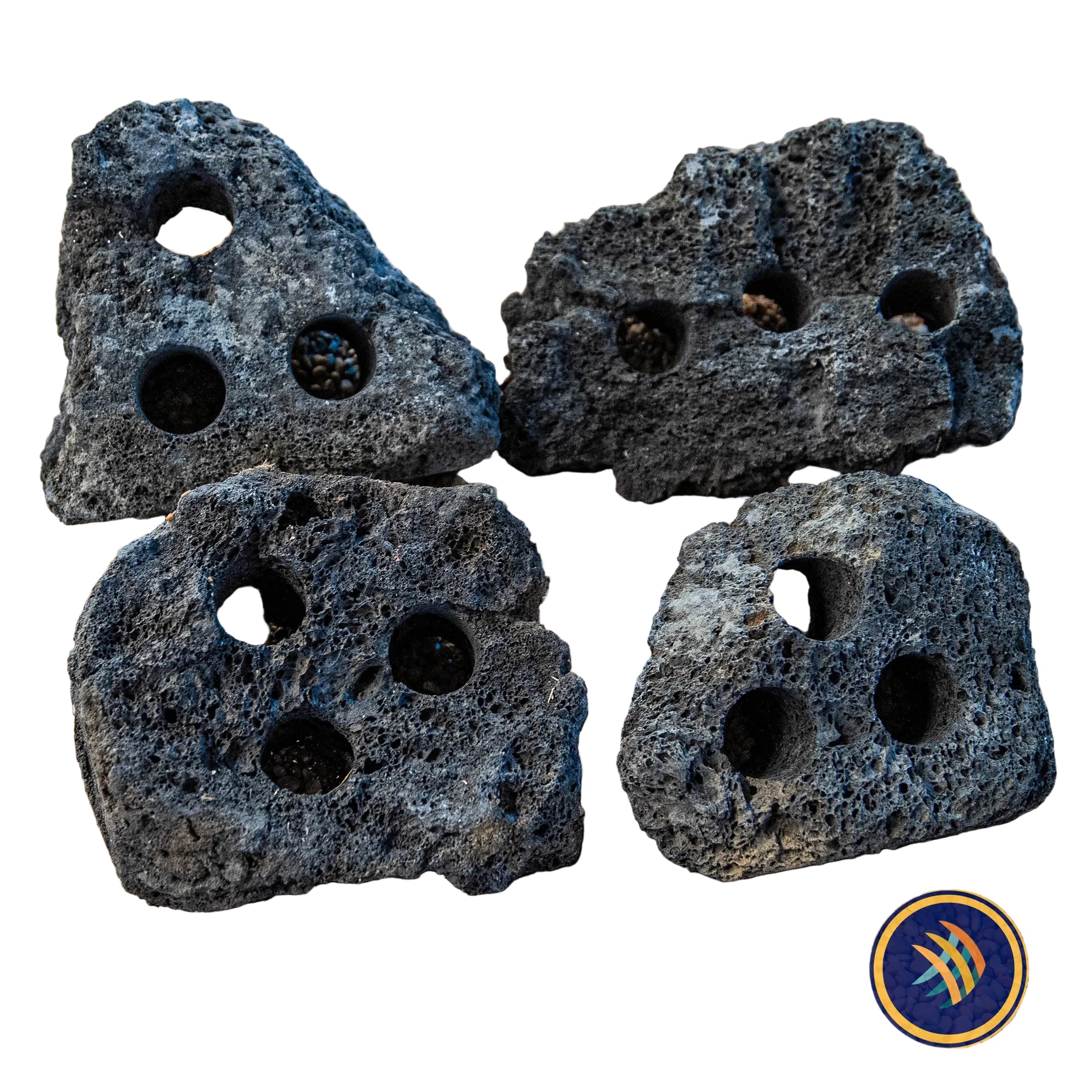 Buy Black Lava Rock Drilled (per piece) Online - Your Local Fish