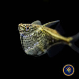 Blackwing Hatchetfish (Carnegiella schereri) Large - Aquarium Glaser