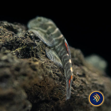 Bloody Mary Hillstream Loach (Gastromyzon sp. "Bloody Mary") 4-5cm