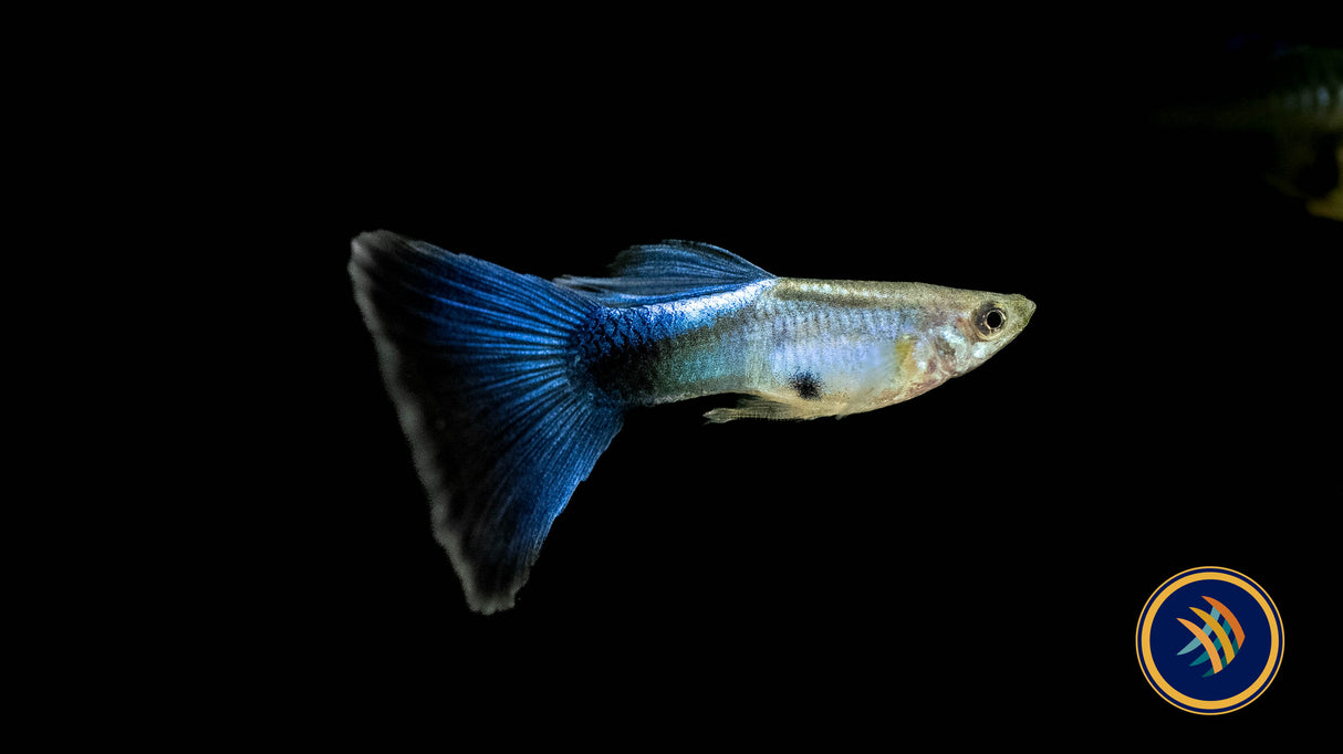 Fancy Guppy Pair Blue Diamond Livebearers Fancy Guppy Pair Blue Diamond