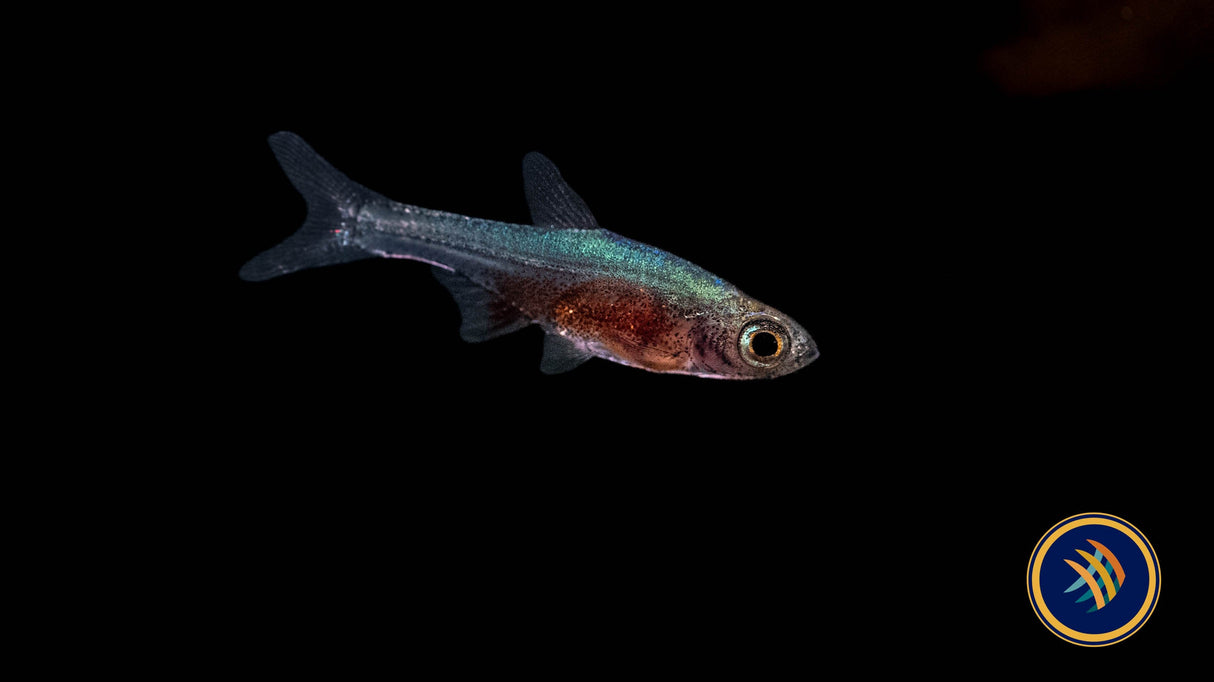 Blue Axelrodi Rasbora (Sundadanio Axelrodi) | Tetras Rasboras & Pencilfish | Largest Tropical Fish Selection at Your Local Fish Store