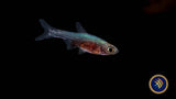 Blue Axelrodi Rasbora (Sundadanio Axelrodi) | Tetras Rasboras & Pencilfish | Largest Tropical Fish Selection at Your Local Fish Store
