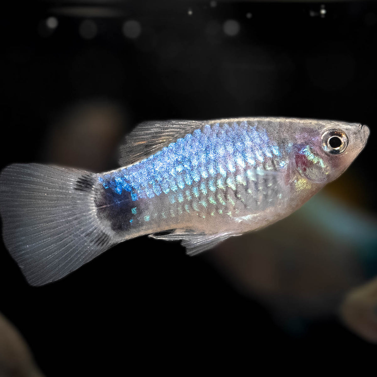Blue Mickey Mouse Platy 4cm – Your Local Fish Store