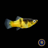 Bumble Bee Hi Fin Platy (Xiphophorus maculatus)
