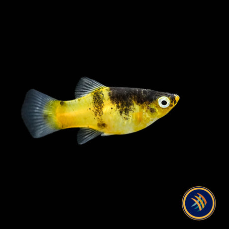 Bumble Bee Hi Fin Platy (Xiphophorus maculatus)