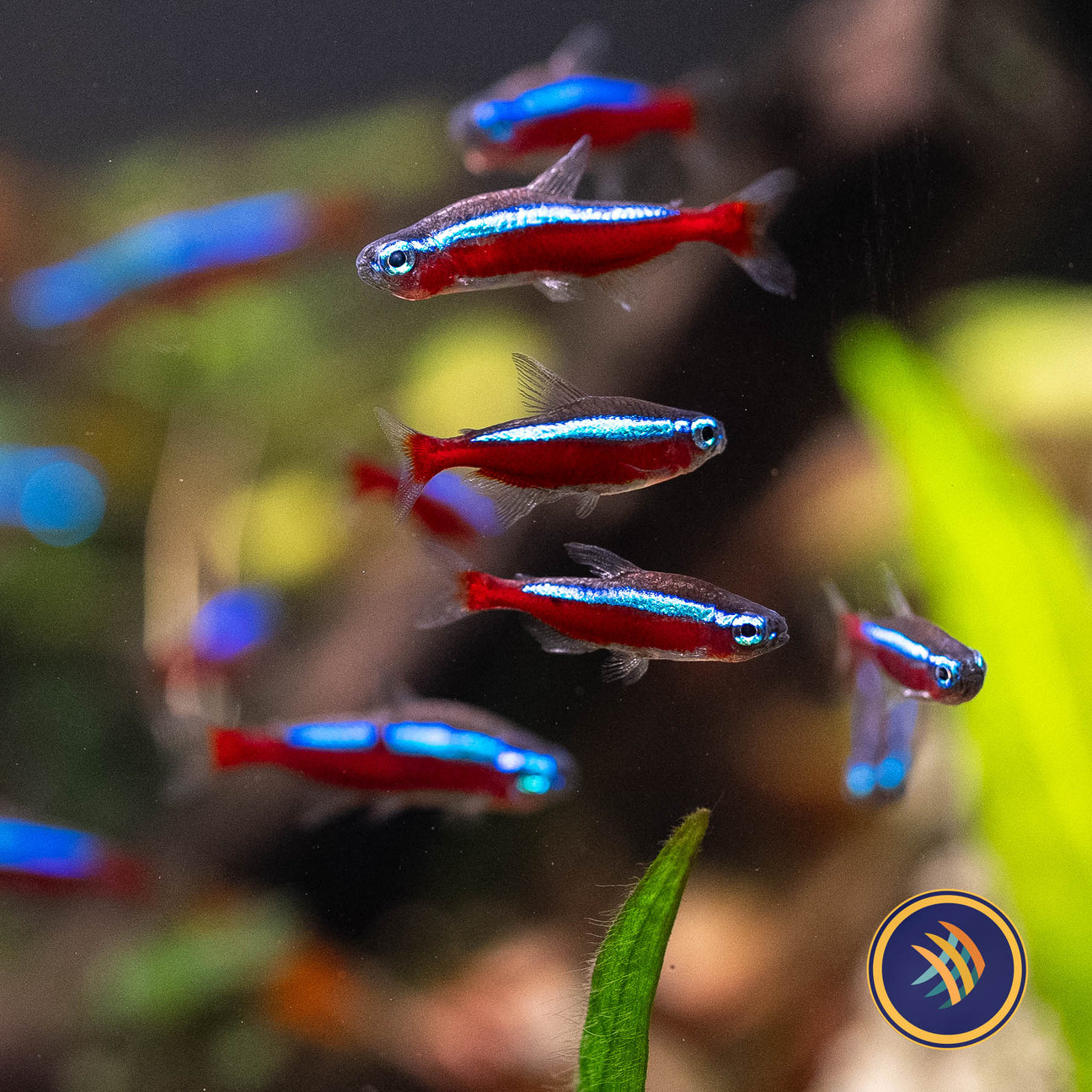 Tetras Rasboras & Pencilfish – Your Local Fish Store