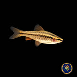 Cherry Barb | Goldfish Barbs & Minnows | Largest Tropical Fish Selection at Your Local Fish Store