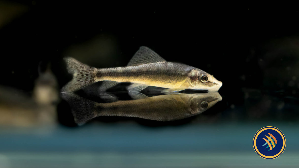 Chinese Algae Eater (Gyrinocheilus aymonieri) Catfish Loaches & Plecos 