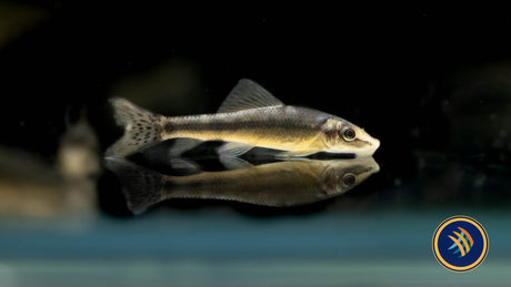 Chinese Algae Eater (Gyrinocheilus aymonieri)