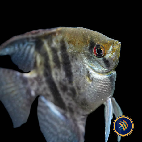 Clown Angelfish (Pterophyllum scalare “Clown”) 4cm body