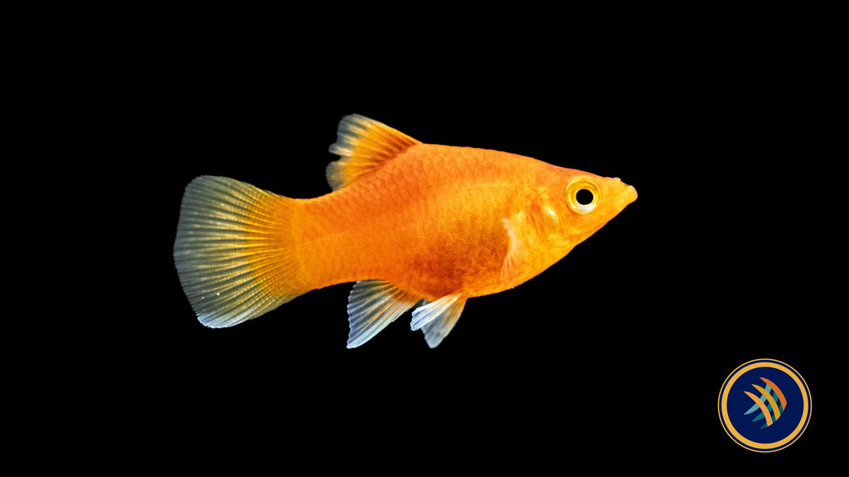 Coral Red Platy (Xiphophorus maculatus) Large Aquarium Glaser Livebearers 