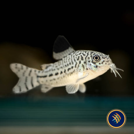 Corydoras Julii (Leopard) 3cm | Catfish Loaches & Plecos | Largest Tropical Fish Selection at Your Local Fish Store