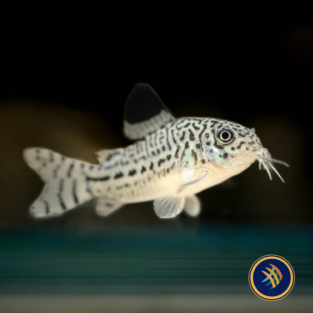 Corydoras Julii (Leopard) | Catfish Loaches & Plecos | Largest Tropical Fish Selection at Your Local Fish Store
