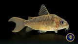 Corydoras Pantanalensis C005 4cm+ | Catfish Loaches & Plecos | Largest Tropical Fish Selection at Your Local Fish Store