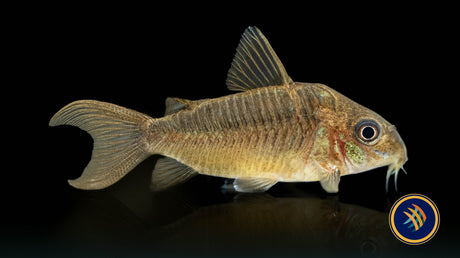 Corydoras Pantanalensis C005 4cm+ | Catfish Loaches & Plecos | Largest Tropical Fish Selection at Your Local Fish Store