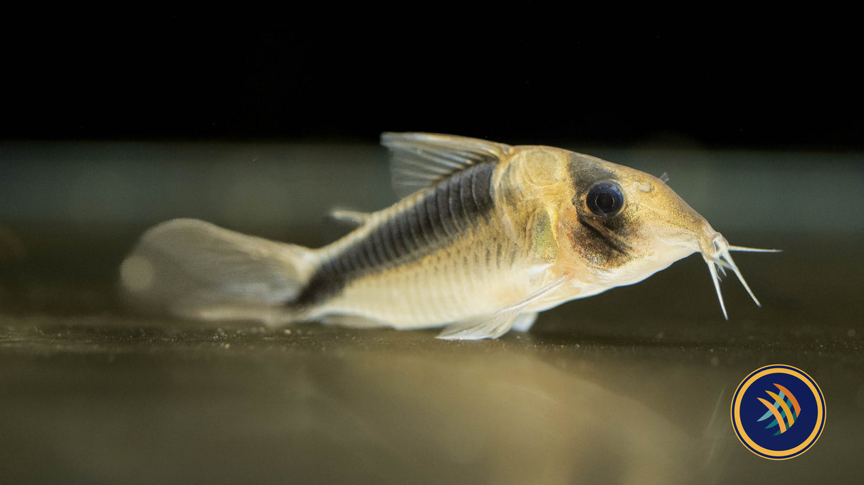 Corydoras Adolfoi (Adolfo's) CW107 2.5-2.7cm | Catfish Loaches & Plecos | Largest Tropical Fish Selection at Your Local Fish Store