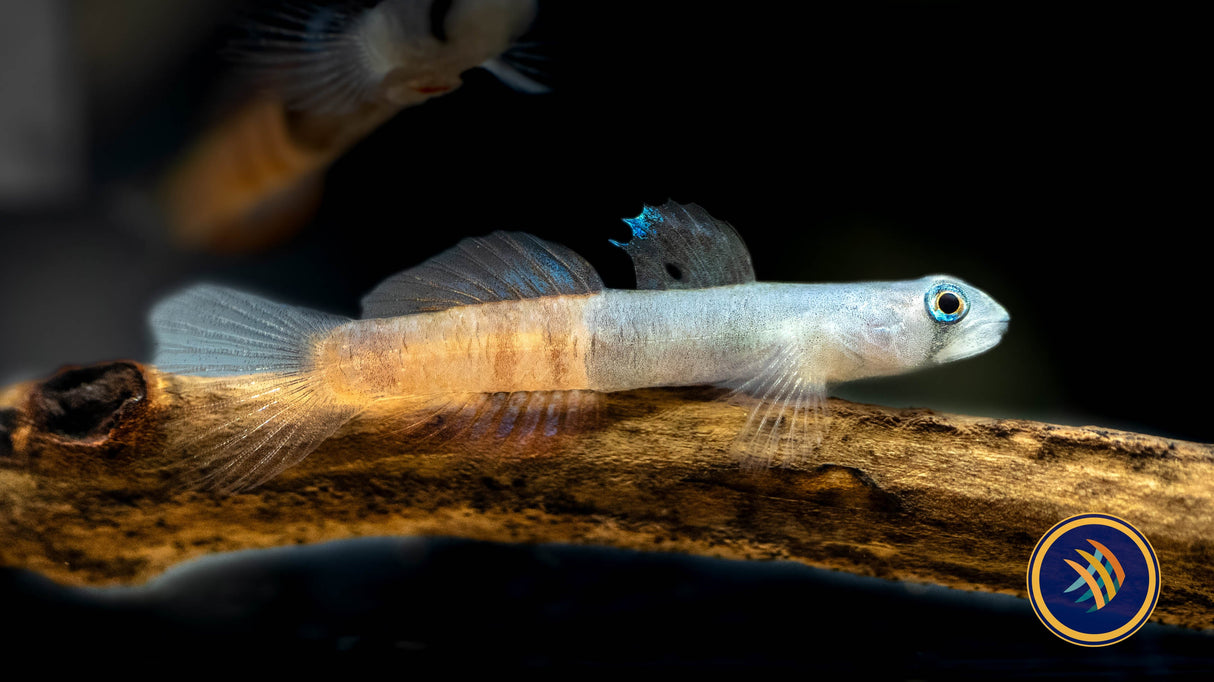 Red Belted Goby (Siycyopus Zosterophorus) | Other Livestock | Largest Tropical Fish Selection at Your Local Fish Store