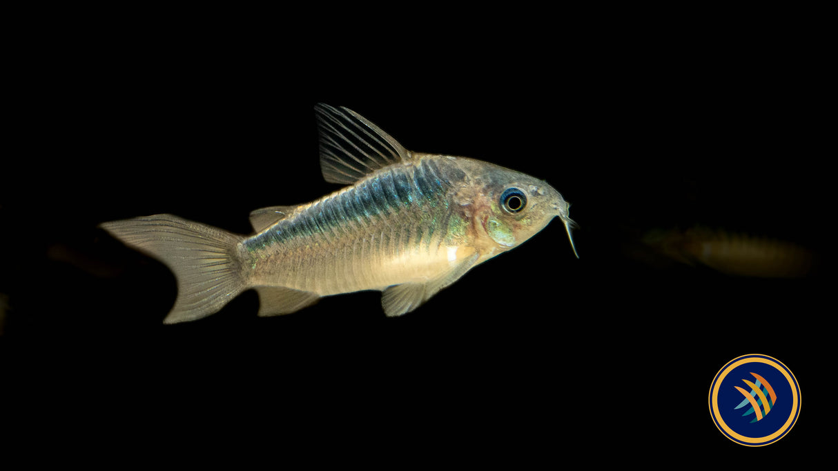 Corydoras Elegans 3-4cm