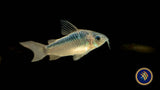 Corydoras Elegans 3-4cm