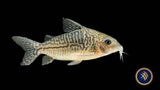 Corydoras Sodalis