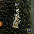 Cuckoo Catfish/Synodontis Petricola 3cm Catfish Loaches & Plecos Cuckoo Catfish/Synodontis Petricola 3cm