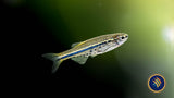 Dwarf Spotted Danio (Brachydanio Nigrofasciata) | Rainbowfish Killifish & Danios | Largest Tropical Fish Selection at Your Local Fish Store