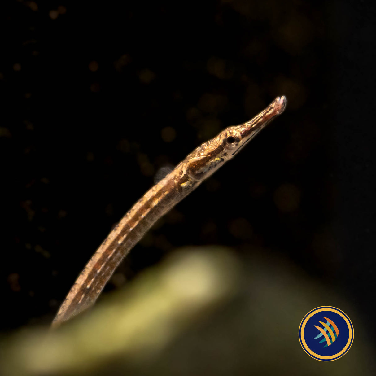 Dwarf Pipefish (Doryichthys deokhatoides) 6.5cm | Other Livestock | Largest Tropical Fish Selection at Your Local Fish Store