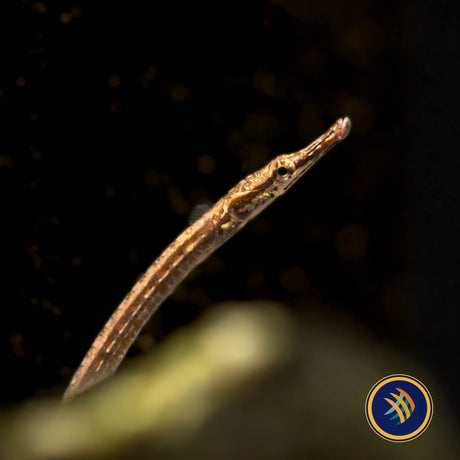 Dwarf Pipefish (Doryichthys deokhatoides) 6.5cm | Other Livestock | Largest Tropical Fish Selection at Your Local Fish Store