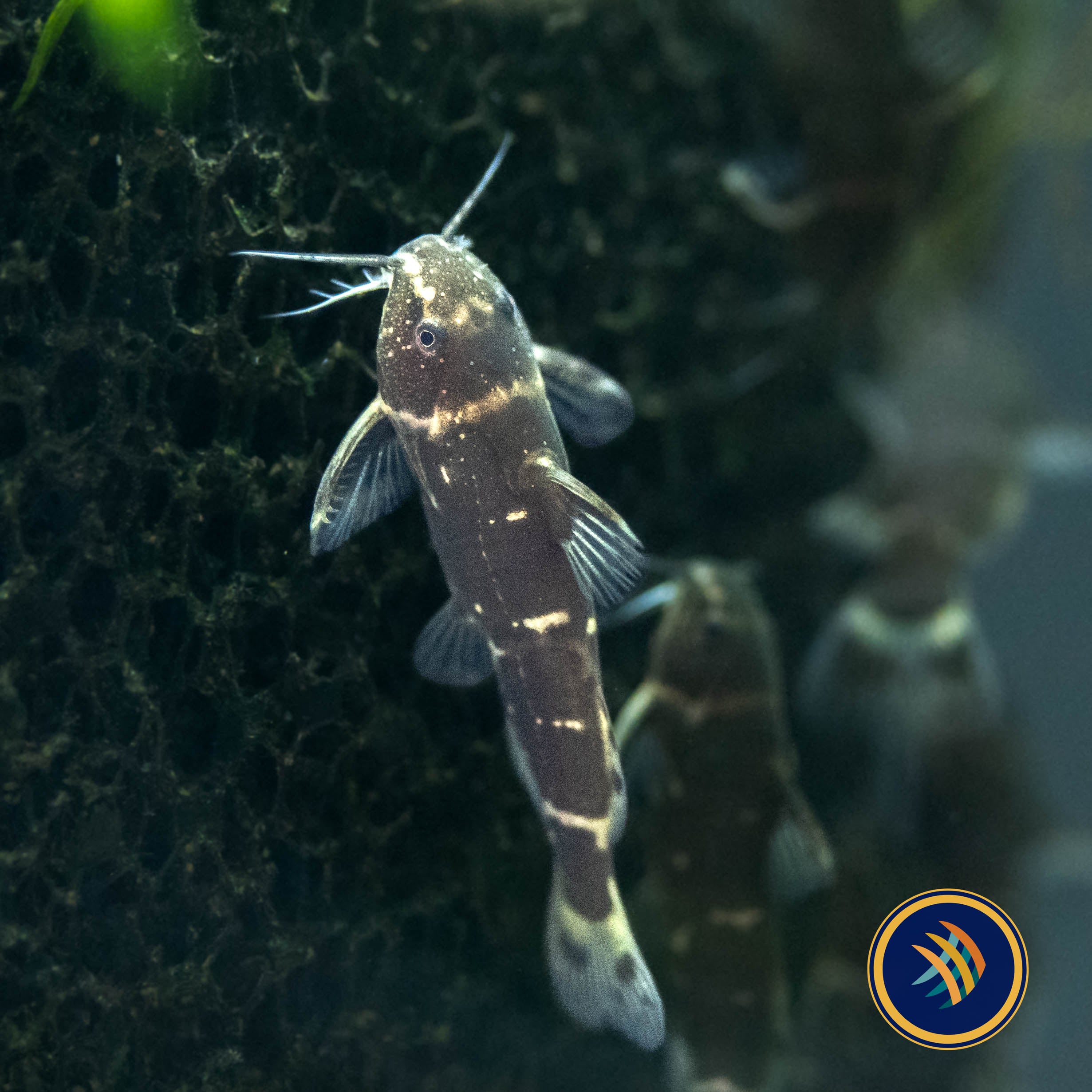 Buy Dwarf Synodontis Catfish (Microsynodontis batesii) Aquarium