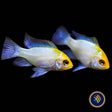 Electric Blue Gold Head Ram (Mikrogeophagus ramirezi) 2.5cm | Cichlids Badis & Gouramis | Largest Tropical Fish Selection at Your Local Fish Store