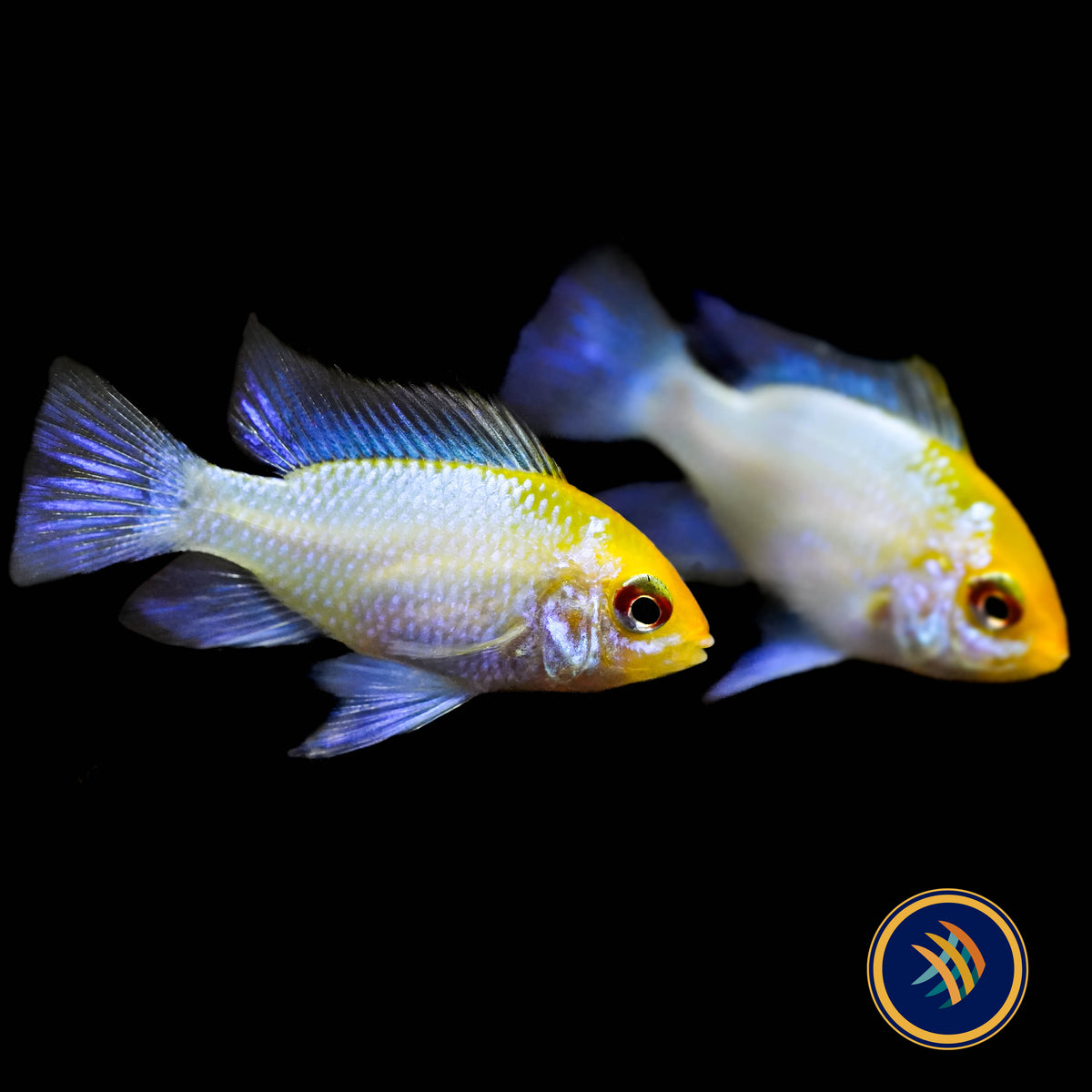 Electric Blue Gold Head Ram (Mikrogeophagus ramirezi) 2.5cm | Cichlids Badis & Gouramis | Largest Tropical Fish Selection at Your Local Fish Store