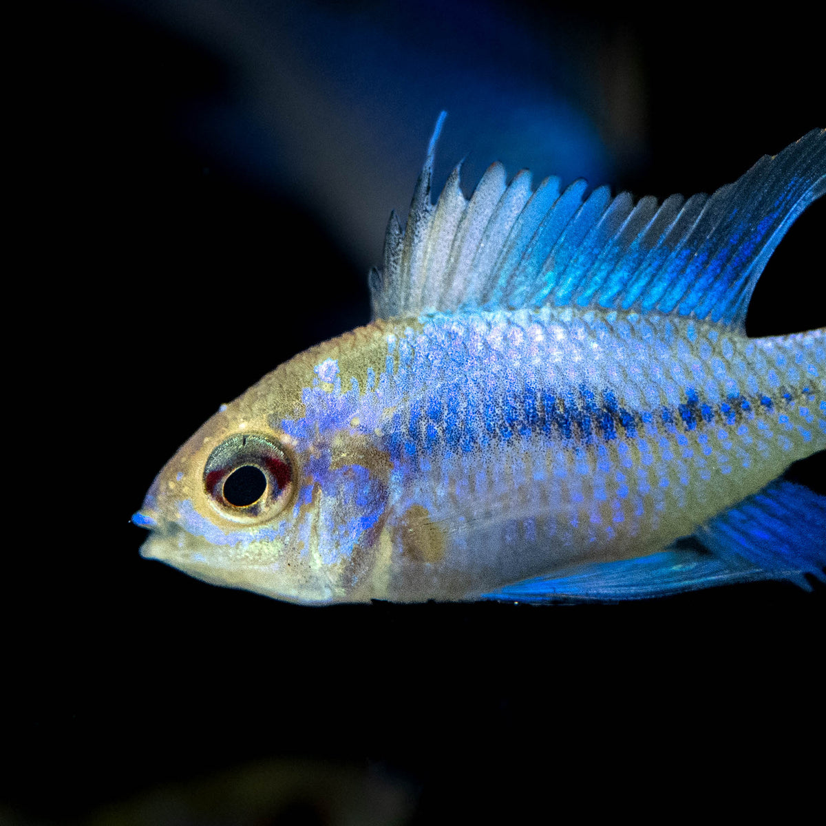 Electric Blue Rwm Electric Blue Ram (mikrogeophagus ramirezi) 3.5cm – Your Local Fish Store