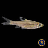Emerald Eye Rasbora (Brevibora dorsiocellata) 2-3CM