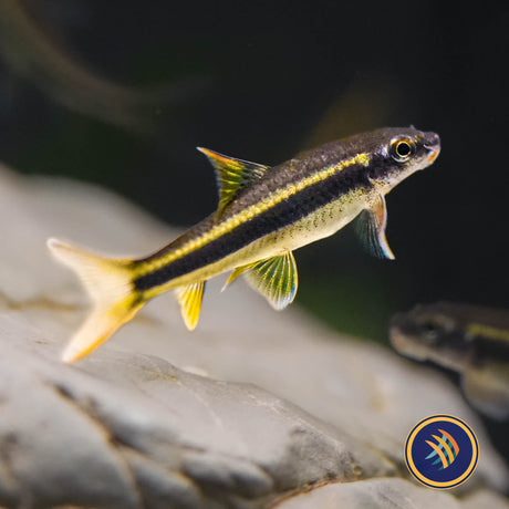 False Siamese Algae Eater "Garra cambodgiensis"