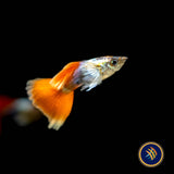 Fancy Guppy Pair Dumbo Santa | Livebearers | Largest Tropical Fish Selection at Your Local Fish Store