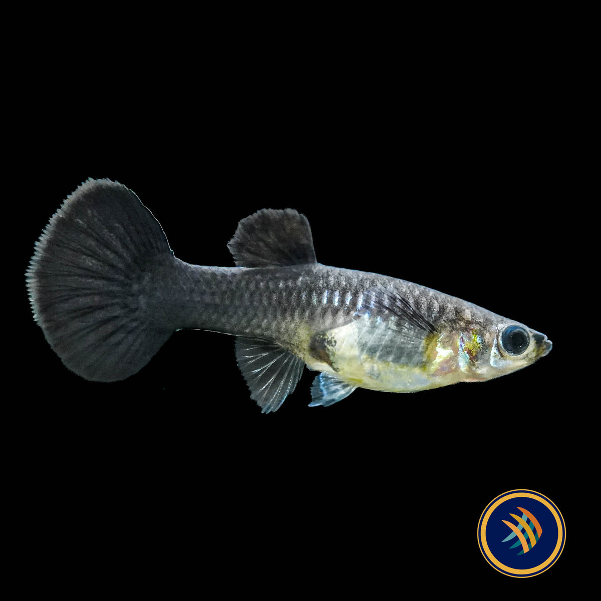 Fancy Guppy Pair Full Black (Poecilia reticulata)