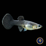 Fancy Guppy Pair Full Black (Poecilia reticulata)