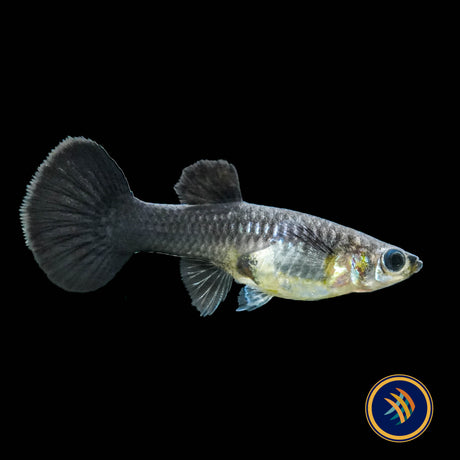 Fancy Guppy Pair Full Black (Poecilia reticulata)